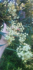 Acacia attenuata