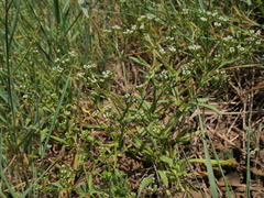 Valerianella dentata