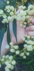 Acacia attenuata