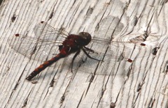 Leucorrhinia borealis