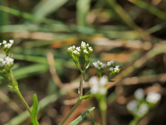 Valerianella dentata
