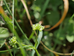 Valerianella dentata