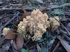 Ramaria pyrispora
