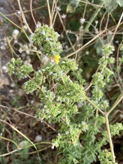 Origanum majorana