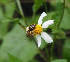 Phalerimeris phalerata