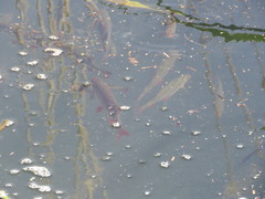 Scardinius erythrophthalmus