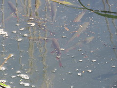 Scardinius erythrophthalmus