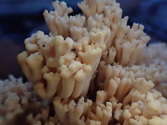Ramaria pyrispora
