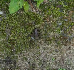 Loxoblemmus appendicularis