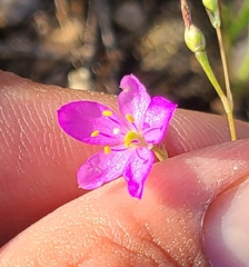 Phemeranthus parviflorus