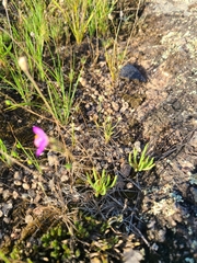 Phemeranthus parviflorus