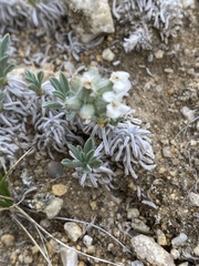Oreocarya subcapitata