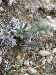 Oreocarya subcapitata