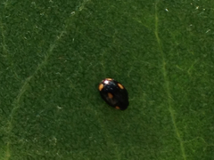 Hyperaspis quadrioculata