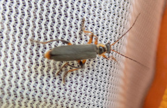 Cantharis nigricans