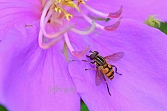 Mesembrius bengalensis