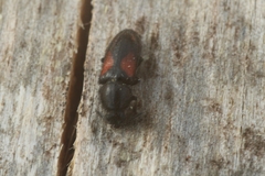 Divales bipustulatus