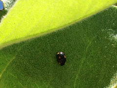 Hyperaspis quadrioculata