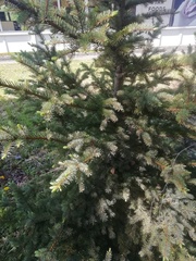 Picea obovata