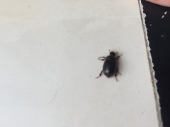 Hybosorus