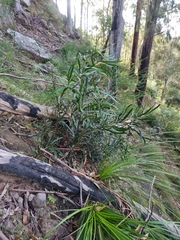 Macrozamia fawcettii