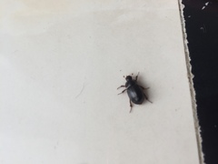 Hybosorus