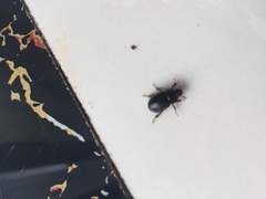 Hybosorus