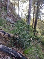 Macrozamia fawcettii