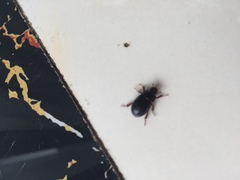 Hybosorus