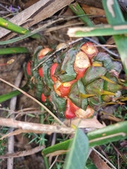 Macrozamia fawcettii