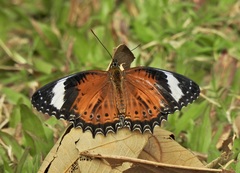 Cethosia penthesilea