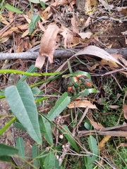 Macrozamia fawcettii
