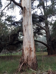 Eucalyptus viminalis viminalis