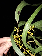 Eucalyptus viminalis viminalis