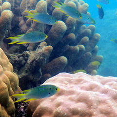 Neopomacentrus nemurus