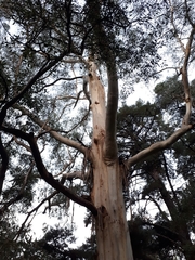 Eucalyptus viminalis viminalis