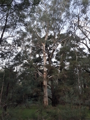 Eucalyptus viminalis viminalis