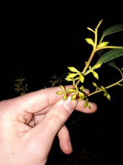 Eucalyptus viminalis viminalis