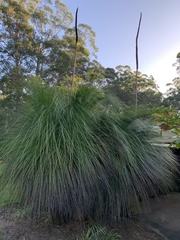 Xanthorrhoea malacophylla