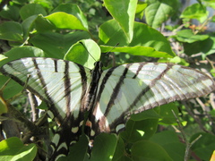 Protographium epidaus