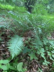 Dryopteris filix-mas