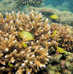 Pomacentrus moluccensis