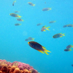 Neopomacentrus nemurus