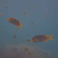 Neopomacentrus nemurus