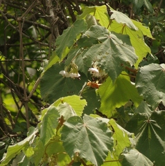 Dombeya pulchra