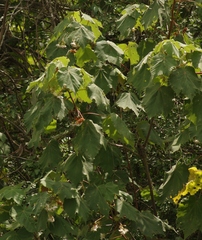 Dombeya pulchra