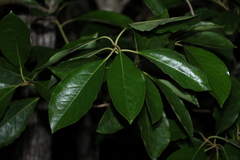 Pittosporum ferrugineum