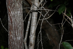 Pittosporum ferrugineum