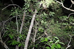 Pittosporum ferrugineum