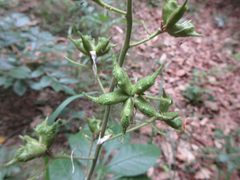 Dictamnus dasycarpus